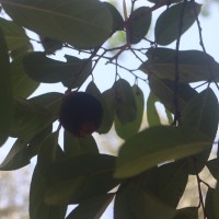 Hydnocarpus pentandrus (Buch.-Ham.) Oken